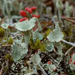 Boreal Cup Lichen thumbnail 4