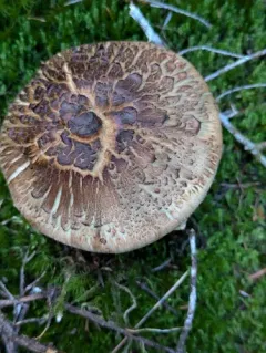 Tricholoma badicephalum thumbnail 4
