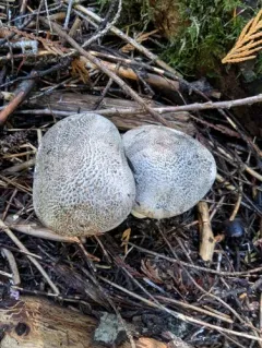 Tricholoma venenatoides thumbnail 4