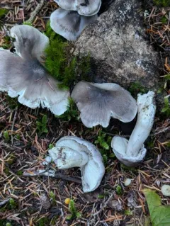 Tricholoma nigrum thumbnail 4