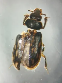 Heterocerus fenestratus thumbnail 4