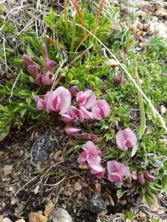 Dwarf Clover thumbnail 1