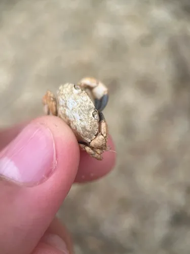 Atlantic Mud Crab