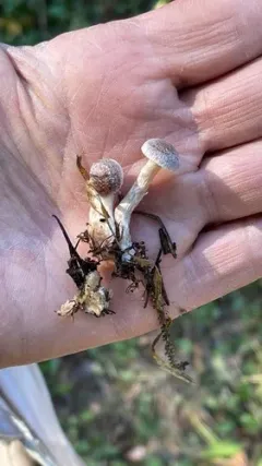 Cortinarius subpaleaceus thumbnail 1