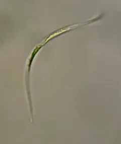 Monoraphidium contortum thumbnail 4