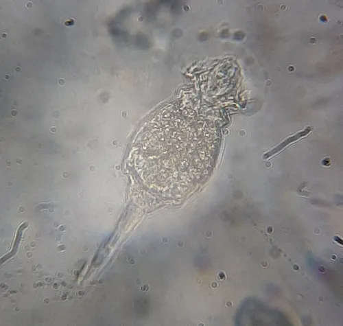 Squatinella mutica