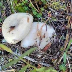 Russula crassotunicata thumbnail 3