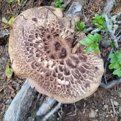 shingled hedgehog thumbnail 3