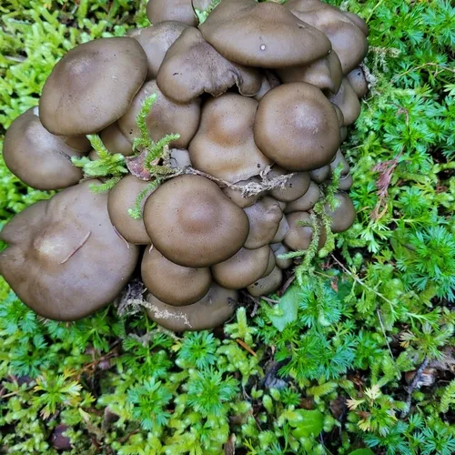 Fried Chicken Mushroom