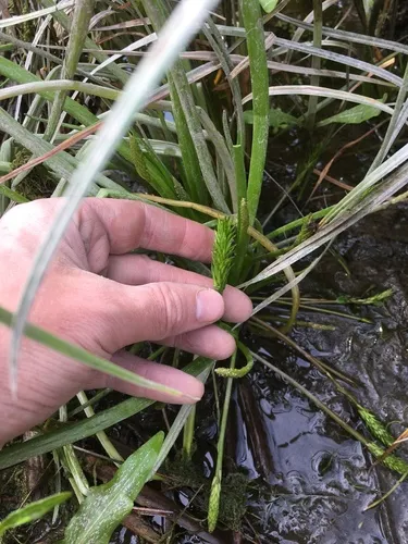 flowering-quillwort