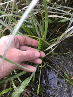 flowering-quillwort thumbnail 1