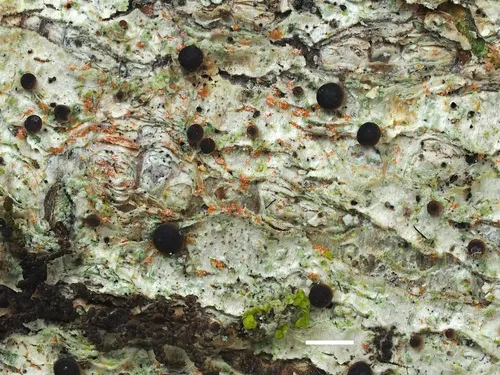 Bacidia idahoensis