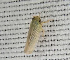 Black-faced Leafhopper thumbnail 1