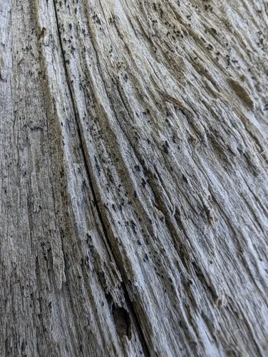 Ptychographa xylographoides
