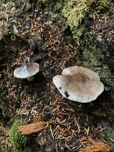 Tricholoma mutabile