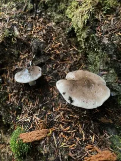 Tricholoma mutabile thumbnail 1