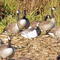 Barnacle Goose thumbnail 4