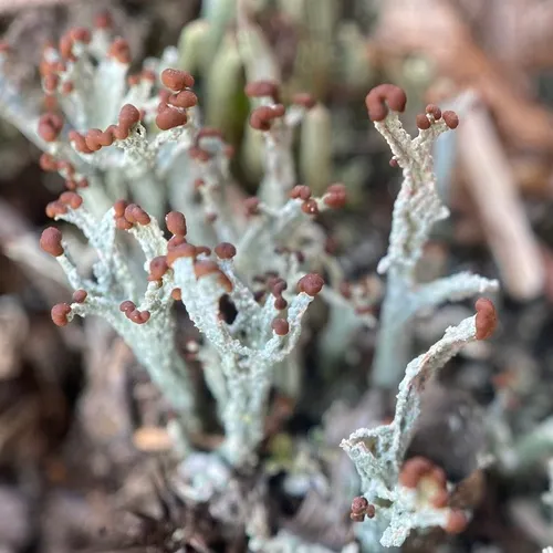 Split-peg Lichen