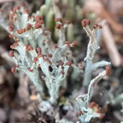 Split-peg Lichen thumbnail 1