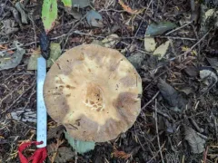 Russula crassotunicata thumbnail 1