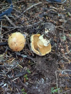 blue-girdled webcap thumbnail 4