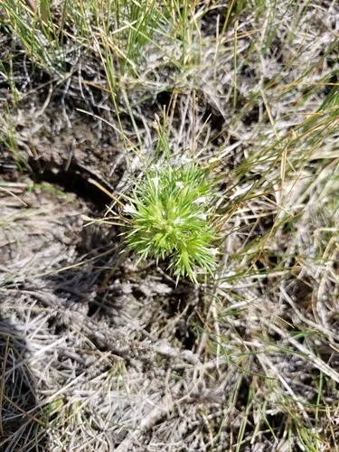 Rocky Mountain pincushion-plant