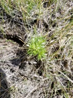 Rocky Mountain pincushion-plant thumbnail 1