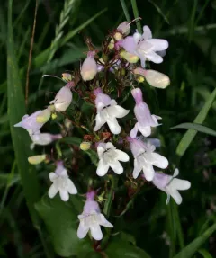 Long-sepal Beardtongue thumbnail 3