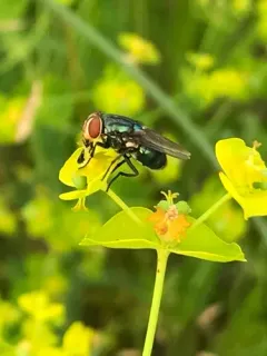 Secondary Screwworm Fly thumbnail 1