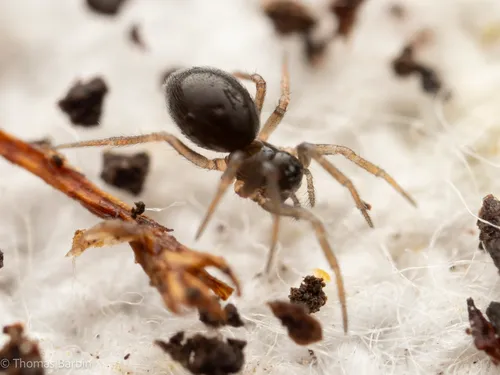 Spirembolus demonologicus