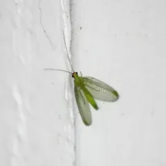 Chrysopa oculata thumbnail 2