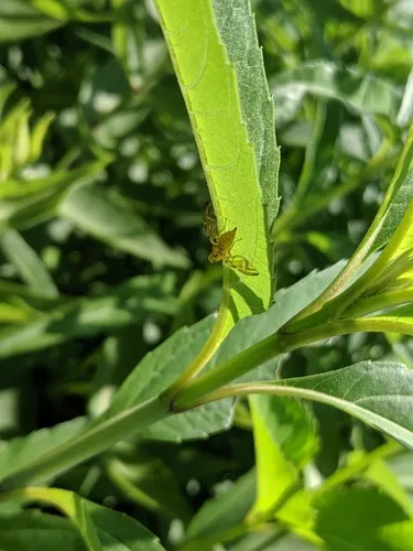 Strauzia arculata