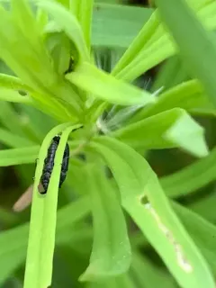 Toadflax stem weevil thumbnail 3