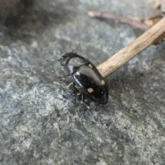 Glischrochilus siepmanni thumbnail 2