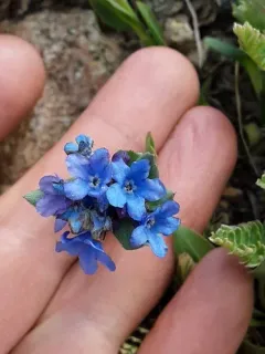 Alpine Bluebells thumbnail 1
