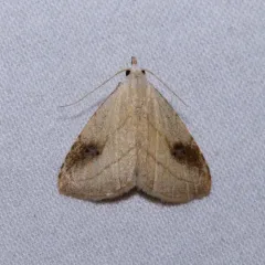 Spotted Grass Moth thumbnail 2