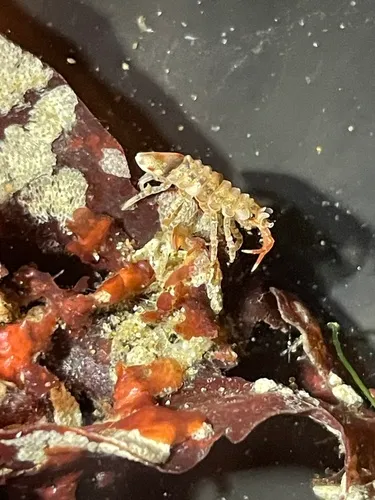 Synidotea ritteri