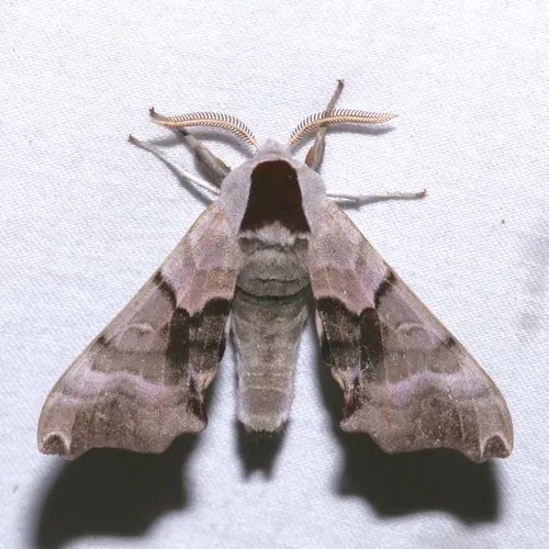 Twin-spotted Sphinx