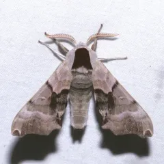 Twin-spotted Sphinx thumbnail 1