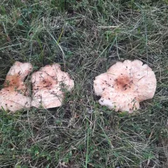 Downy milk cap thumbnail 4