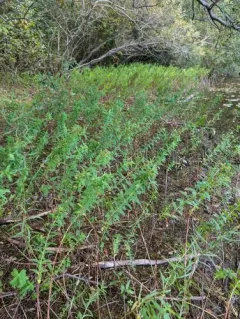 creeping St. John's-wort thumbnail 2