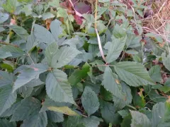 Uniform Bristleberry thumbnail 4