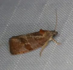 Spirea Leaftier Moth thumbnail 2