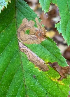 Hophornbeam Blotchminer thumbnail 3