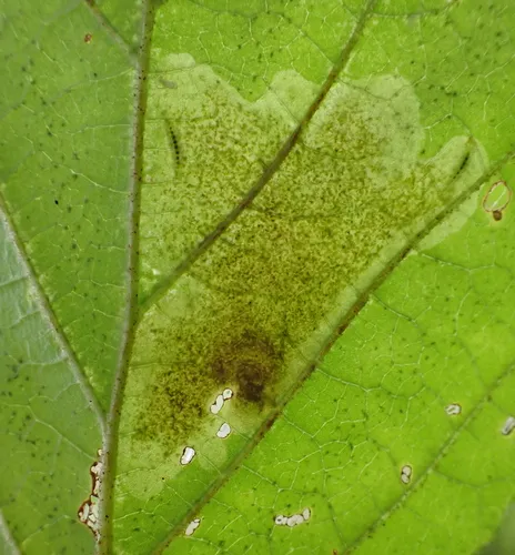 Witchhazel Leafminer