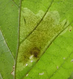 Witchhazel Leafminer thumbnail 1