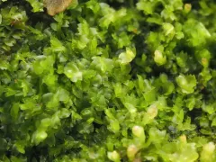 Ragged Notchwort thumbnail 2