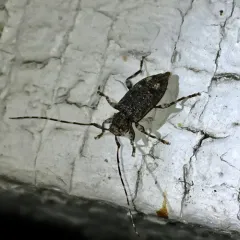 Variegated Longhorned Beetle thumbnail 3