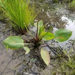 northern water-plantain thumbnail 3