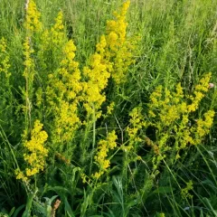 Lady's Bedstraw thumbnail 2